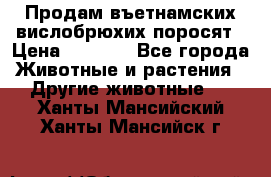 Продам въетнамских вислобрюхих поросят › Цена ­ 2 500 - Все города Животные и растения » Другие животные   . Ханты-Мансийский,Ханты-Мансийск г.